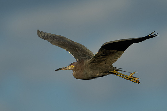 Little Blue Heron