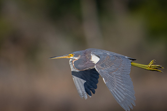 Tri-colored Heron