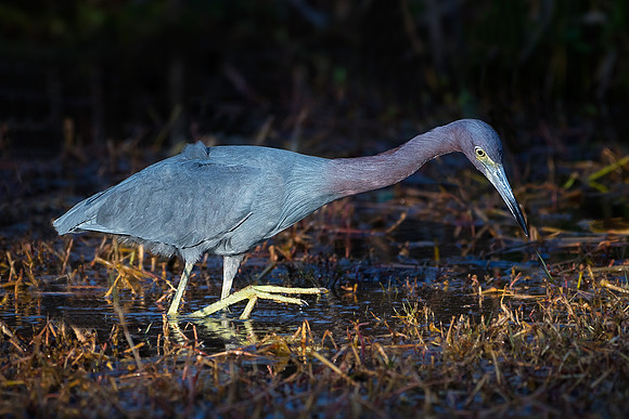 Little Blue Heron