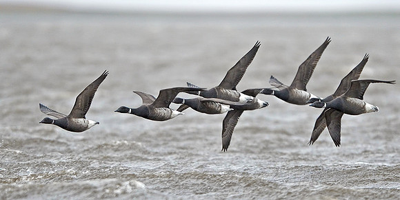 Brant (black form)