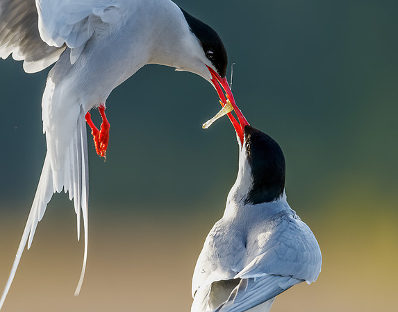 Arctic Tern Mated Pair