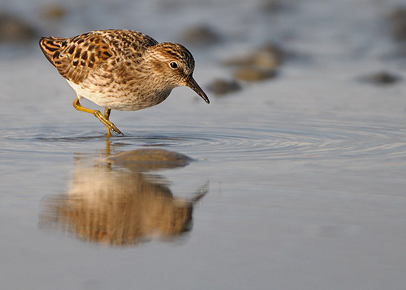 Western Sandpiper