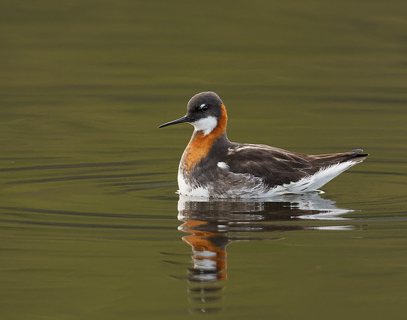 Red Necked Phalarope
